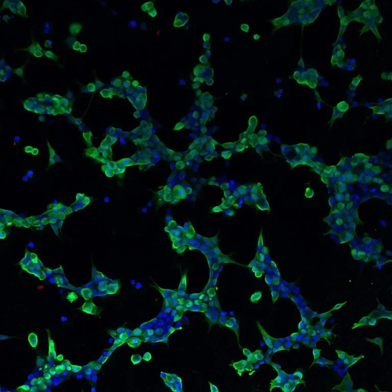 Virus production