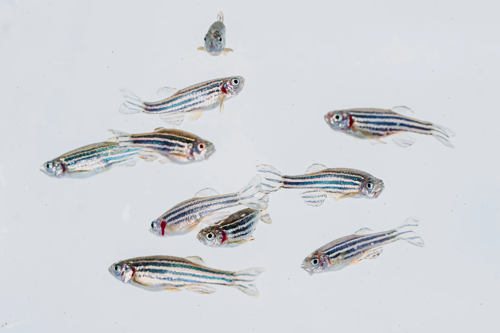 Fische-8.jpg