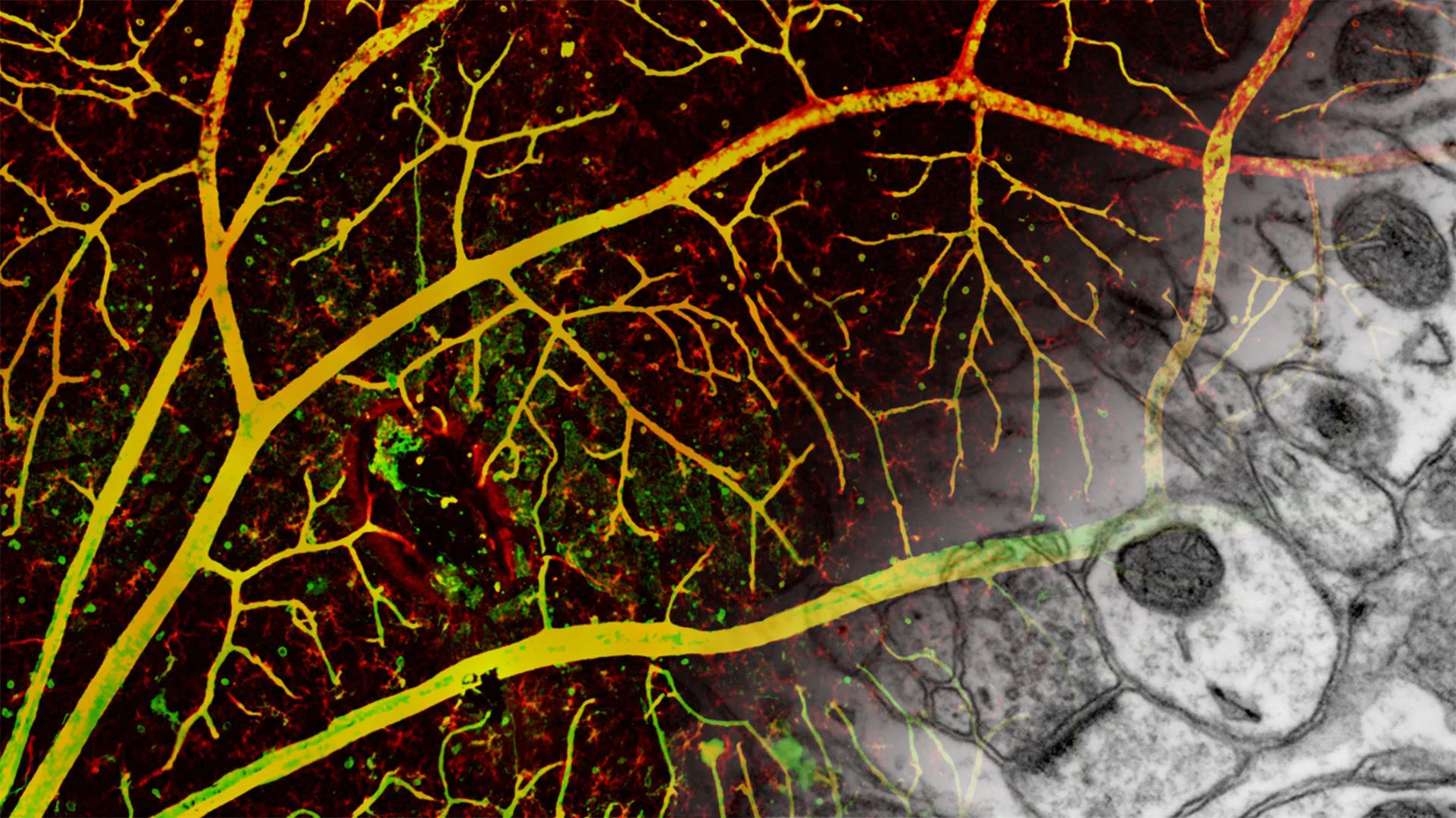Microscopy Core Facility
