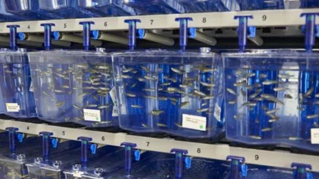 Zebrafish Core