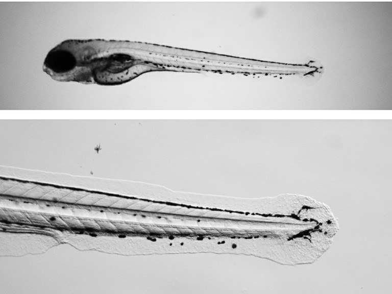 Zebrafish larvae